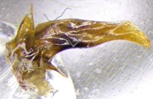 Réf. 201 779 : Bembidion deletum